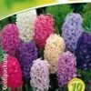 Hyazinthe Prachtmischung (10 Stück) | Hyazinthenzwiebeln Von Quedlinburger -Pegasus Verkaufe 533092 Hyazinthe Prachtmischung 10 Stueck 308368 qb 0