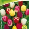 Triumph Tulpe Prachtmischung (18 Stück) | Triumph-Tulpen Von Quedlinburger 2 Triumph Tulpe Prachtmischung (18 Stück) | Triumph-Tulpen Von Quedlinburger -Pegasus Verkaufe 533094 Triumph Tulpe Prachtmischung 20 Stueck 308372 qb 0