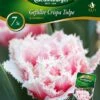 Tulpe Queensland (7 Stück) | Tulpenzwiebeln Von Quedlinburger -Pegasus Verkaufe 533112 Tulpe Queensland 7 Stueck 309936 qb 0