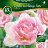 Gefüllte Mehrblütige Tulpe Angelique (10 Stück) | Mehrblütige Tulpen Von Quedlinburger -Pegasus Verkaufe 533120 Gefuellte mehrbluetige Tulpe Angelique 10 Stueck 309964 qb 0