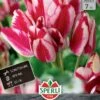 Tulpe Flaming Club (7 Stück) | Mehrblütige Tulpen Von Sperli -Pegasus Verkaufe 533194 Tulpe Flaming Club 7 Stueck 452020 0