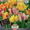 Tulpe Candy Club Mix (7 Stück) | Tulpenmischung Von Sperli 2 Tulpe Candy Club Mix (7 Stück) | Tulpenmischung Von Sperli -Pegasus Verkaufe 533195 Tulpe Candy Club Mix 7 Stueck 452082 0