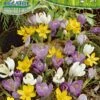 Wildkrokus Mischung Pastellfarben (35 Stück) | Krokuszwiebeln Von Pegasus -Pegasus Verkaufe 533469 Wildkrokus Mischung Pastellfarben 35 Stueck 595354 0