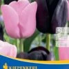 Einfache Späte Tulpe Candy Friends (8 Stück) | Tulpenzwiebeln Von Kiepenkerl -Pegasus Verkaufe 533514 Einfache spaete Tulpe Candy Friends 8 Stueck 506091 0