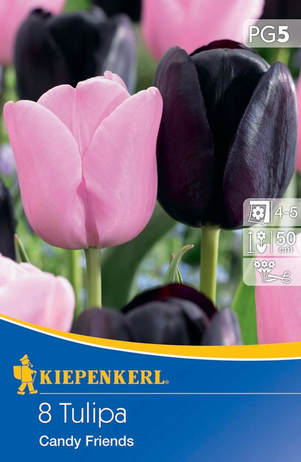 Einfache Späte Tulpe Candy Friends (8 Stück) | Tulpenzwiebeln Von Kiepenkerl 3 Einfache Späte Tulpe Candy Friends (8 Stück) | Tulpenzwiebeln Von Kiepenkerl
