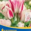Mehrblütige Tulpe Candy Club (7 Stück) | Tulpenzwiebeln Von Kiepenkerl 2 Mehrblütige Tulpe Candy Club (7 Stück) | Tulpenzwiebeln Von Kiepenkerl -Pegasus Verkaufe 533521 Mehrbluetige Tulpe Candy Club 7 Stueck 501362 0