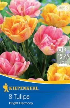 Gefüllte Frühe Tulpe Bright Harmony (8 Stück) | Tulpenzwiebeln Von Kiepenkerl -Pegasus Verkaufe 533542 Gefuellte fruehe Tulpe Bright Harmony 8 Stueck 506398 0