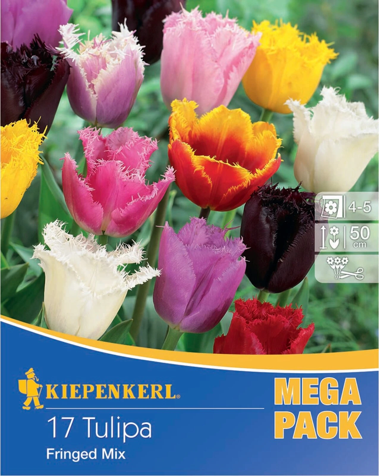 Mega-Pack Gefranste Tulpe Mischung (17 Stück) | Tulpenzwiebeln Von Kiepenkerl 4 Mega-Pack Gefranste Tulpe Mischung (17 Stück) | Tulpenzwiebeln Von Kiepenkerl – Bild 2