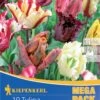Mega-Pack Papagei Tulpe Papageien Mischung (12 Stück) | Tulpenzwiebeln Von Kiepenkerl -Pegasus Verkaufe 533587 Mega Pack Papagei Tulpe Papageien Mischung 12 Stueck 598751 0