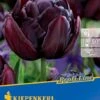 Gefüllte Späte Tulpe Black Hero (7 Stück) | Tulpenzwiebeln Von Kiepenkerl -Pegasus Verkaufe 533598 Gefuellte spaete Tulpe Black Hero 7 Stueck 500747 0