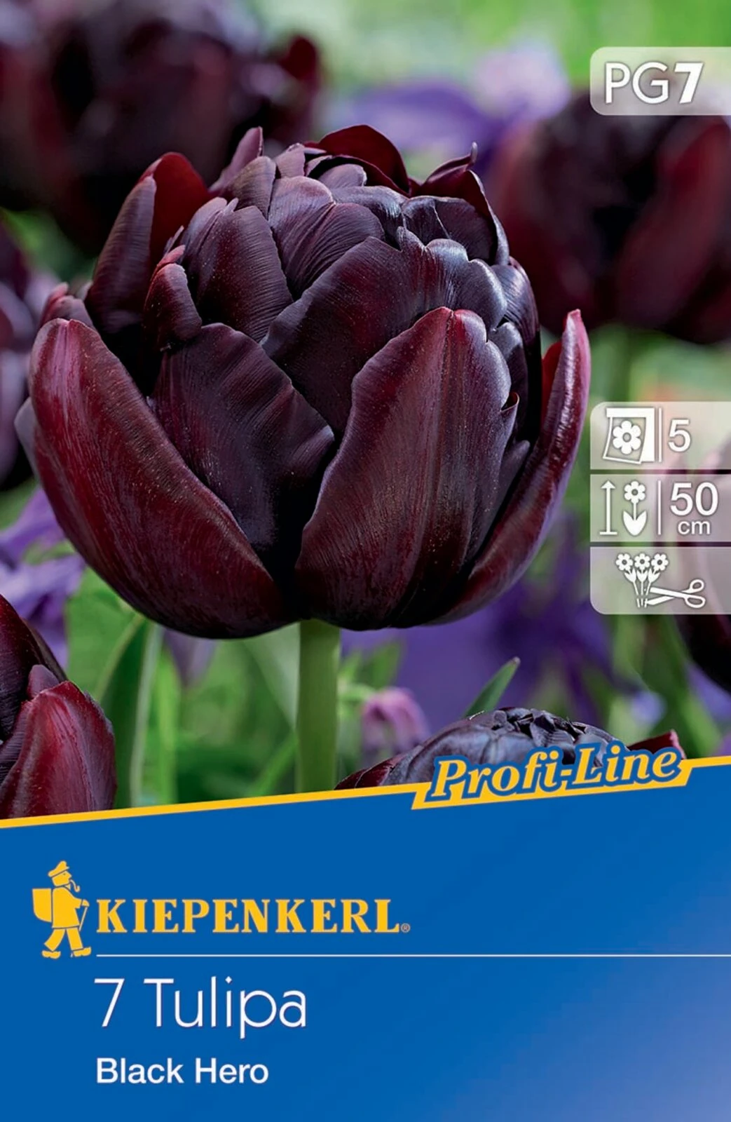 Gefüllte Späte Tulpe Black Hero (7 Stück) | Tulpenzwiebeln Von Kiepenkerl 2 Gefüllte Späte Tulpe Black Hero (7 Stück) | Tulpenzwiebeln Von Kiepenkerl