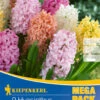 Mega-Pack Hyazinthe Pastell Mischung (9 Stück) | Hyazinthenzwiebeln Von Kiepenkerl -Pegasus Verkaufe 533618 Mega Pack Hyazinthe Pastell Mischung 9 Stueck 508767 0