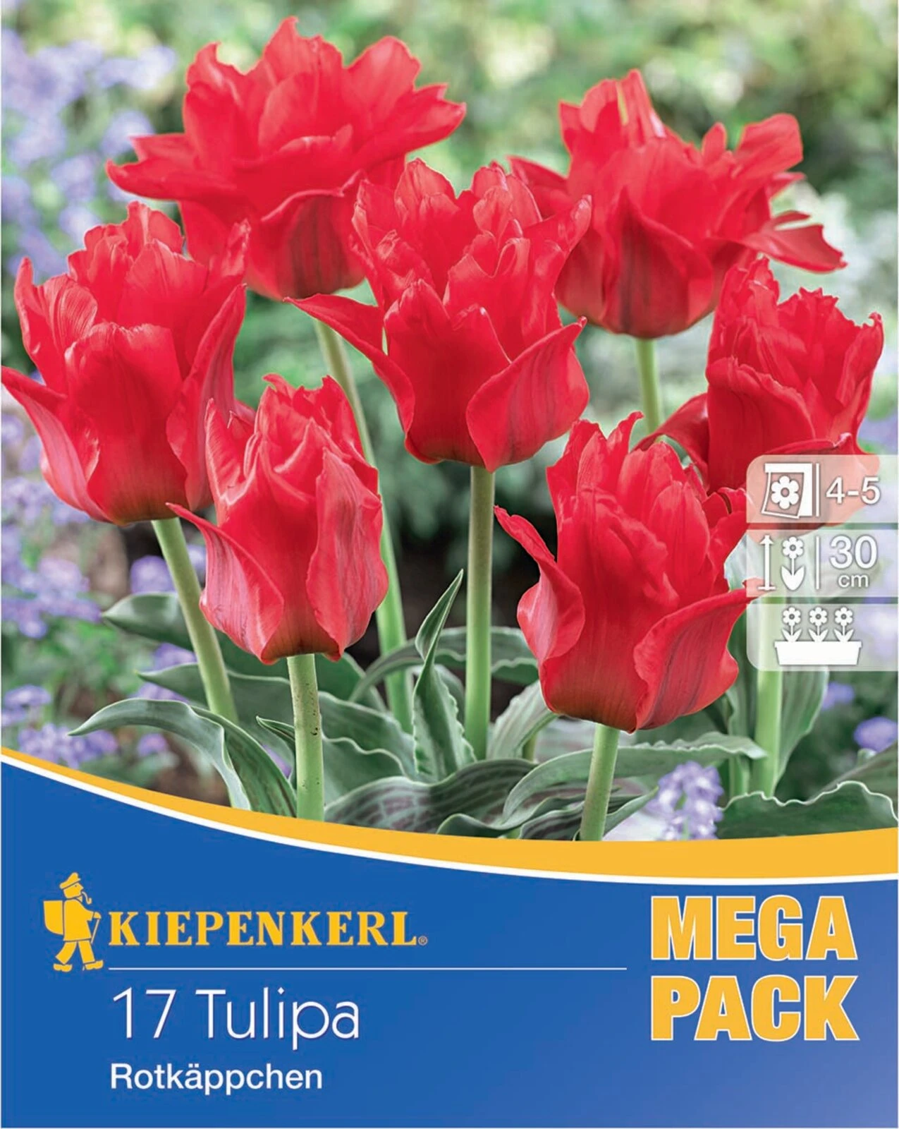 Mega-Pack Greigii-Tulpe Rotkäppchen (17 Stück) | Tulpenzwiebeln Von Kiepenkerl 3 Mega-Pack Greigii-Tulpe Rotkäppchen (17 Stück) | Tulpenzwiebeln Von Kiepenkerl