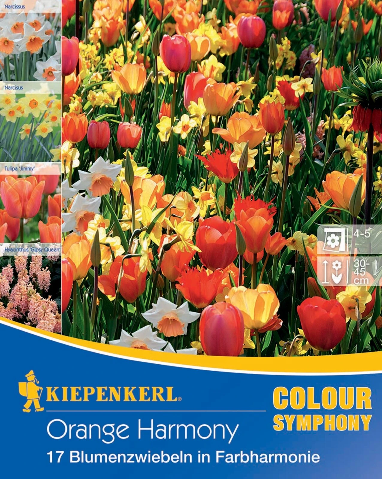 Colour Symphony Orange Harmony (17 Stück) | Blumenzwiebelmischungen Von Kiepenkerl 4 Colour Symphony Orange Harmony (17 Stück) | Blumenzwiebelmischungen Von Kiepenkerl – Bild 2
