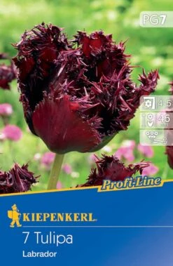 Gefranste Tulpe Labrador (7 Stück) | Tulpenzwiebeln Von Kiepenkerl