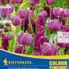 Colour Symphony Violet Harmony (26 Stück) | Blumenzwiebelmischungen Von Kiepenkerl -Pegasus Verkaufe 533641 Colour Symphony Violet Harmony 26 Stueck 545236 0