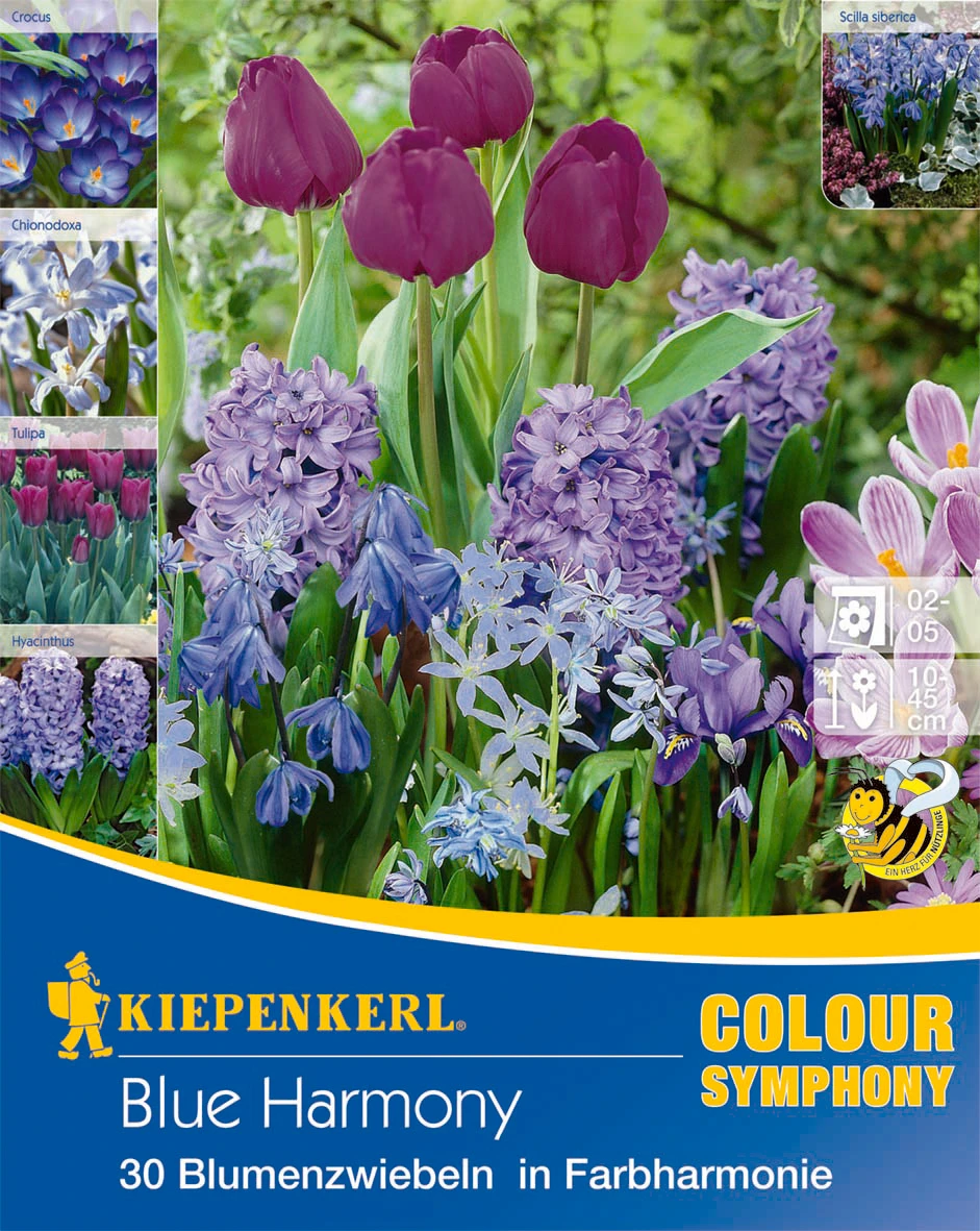 Colour Symphony Blue Harmony (30 Stück) | Blumenzwiebelmischungen Von Kiepenkerl 4 Colour Symphony Blue Harmony (30 Stück) | Blumenzwiebelmischungen Von Kiepenkerl – Bild 2
