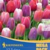 Mega-Pack Darwin-Hybrid-Tulpe Big Pride Mischung (17 Stück) | Tulpenzwiebeln Von Kiepenkerl