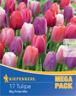 Mega-Pack Darwin-Hybrid-Tulpe Big Pride Mischung (17 Stück) | Tulpenzwiebeln Von Kiepenkerl