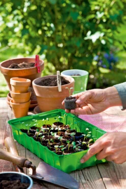 Anzuchthaus M PLUS | Mini-Gewächshaus Von Romberg -Pegasus Verkaufe 535236 Anzuchthaus M PLUS 10094202 3