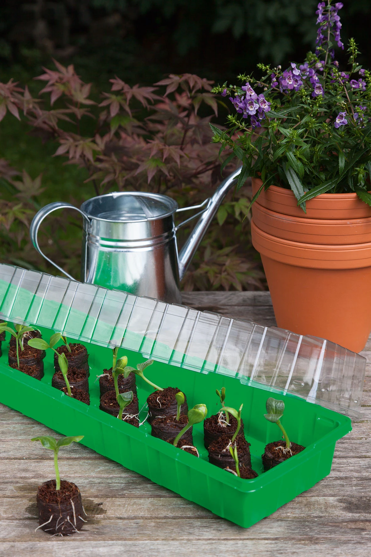 Anzuchthaus L | Mini-Gewächshaus Von Romberg 4 Anzuchthaus L | Mini-Gewächshaus Von Romberg – Bild 2