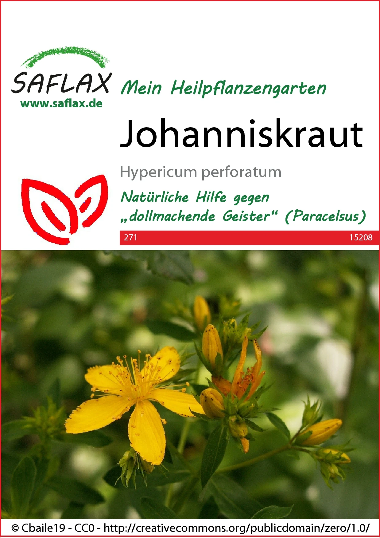 Johanniskraut | Johanniskrautsamen Von Saflax 4 Johanniskraut | Johanniskrautsamen Von Saflax – Bild 2