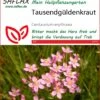 Tausendgüldenkraut | Heilpflanzensamen Von Saflax 1 Tausendgüldenkraut | Heilpflanzensamen Von Saflax -Pegasus Verkaufe 535660 Tausendgueldenkraut 15212 sa 0