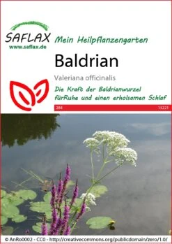 Baldrian | Heilpflanzensamen Von Saflax 5 Baldrian | Heilpflanzensamen Von Saflax -Pegasus Verkaufe 535669 Baldrian 15221 sa 0