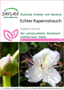 Echter Kapernstrauch | Kapernsamen Von Saflax -Pegasus Verkaufe 535691 Echter Kapernstrauch 17526 sa 0