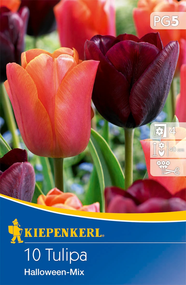 Triumph-Tulpe Halloween Mischung (10 Stück) | Tulpenzwiebeln Von Kiepenkerl 4 Triumph-Tulpe Halloween Mischung (10 Stück) | Tulpenzwiebeln Von Kiepenkerl – Bild 2