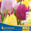 Mega-Pack Einfache Frühe Tulpe Princen Mischung (15 Stück) | Tulpenzwiebeln Von Kiepenkerl -Pegasus Verkaufe 538135 Mega Pack Einfache fruehe Tulpe Princen Mischung 15 Stueck 508101 0