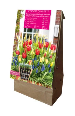 Etagere Quartett (25 Stück) | Blumenzwiebelmischungen Von Young Generation -Pegasus Verkaufe 538173 Etagere Quartett 25 Stueck 594685 1