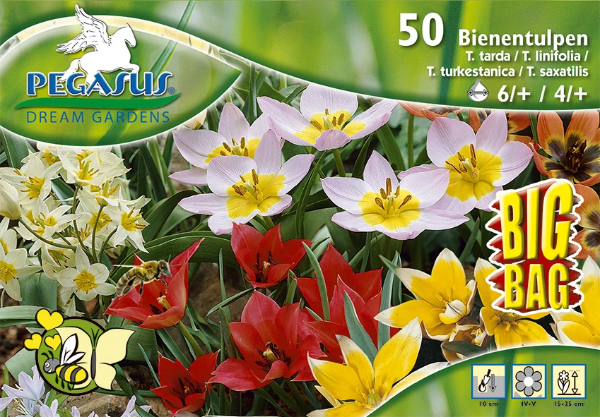 Bienentulpe Mix Mega-Pack (50 Stück) | Tulpenzwiebeln Von Pegasus 4 Bienentulpe Mix Mega-Pack (50 Stück) | Tulpenzwiebeln Von Pegasus – Bild 2