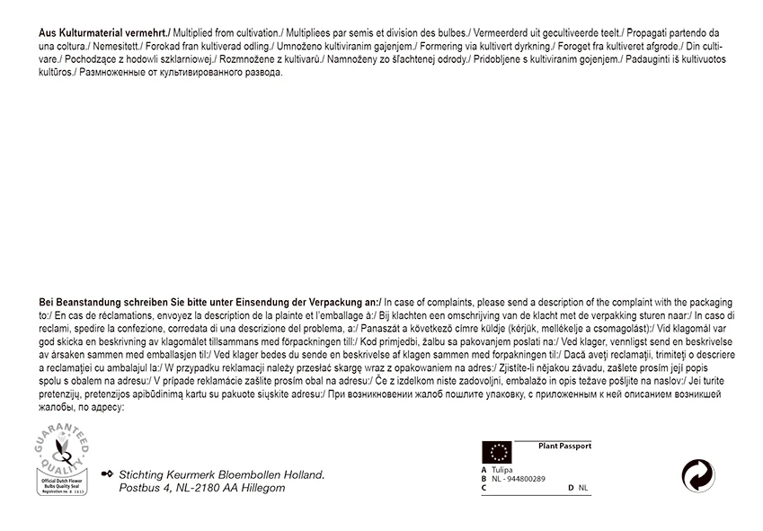 Bienentulpe Mix Mega-Pack (50 Stück) | Tulpenzwiebeln Von Pegasus 3 Bienentulpe Mix Mega-Pack (50 Stück) | Tulpenzwiebeln Von Pegasus