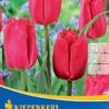 Gefranste Tulpe Makarska (7 Stück) | Tulpenzwiebeln Von Kiepenkerl
