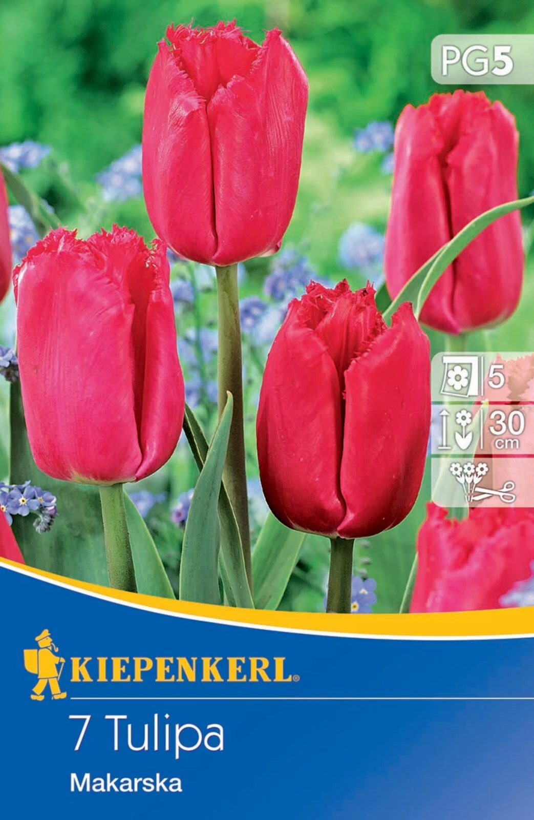 Gefranste Tulpe Makarska (7 Stück) | Tulpenzwiebeln Von Kiepenkerl 3 Gefranste Tulpe Makarska (7 Stück) | Tulpenzwiebeln Von Kiepenkerl