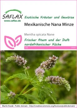 Mexikanische Nana Minze | Minzesamen Von Saflax 5 Mexikanische Nana Minze | Minzesamen Von Saflax -Pegasus Verkaufe 543569 Mexikanische Nana Minze 17533 sa 0