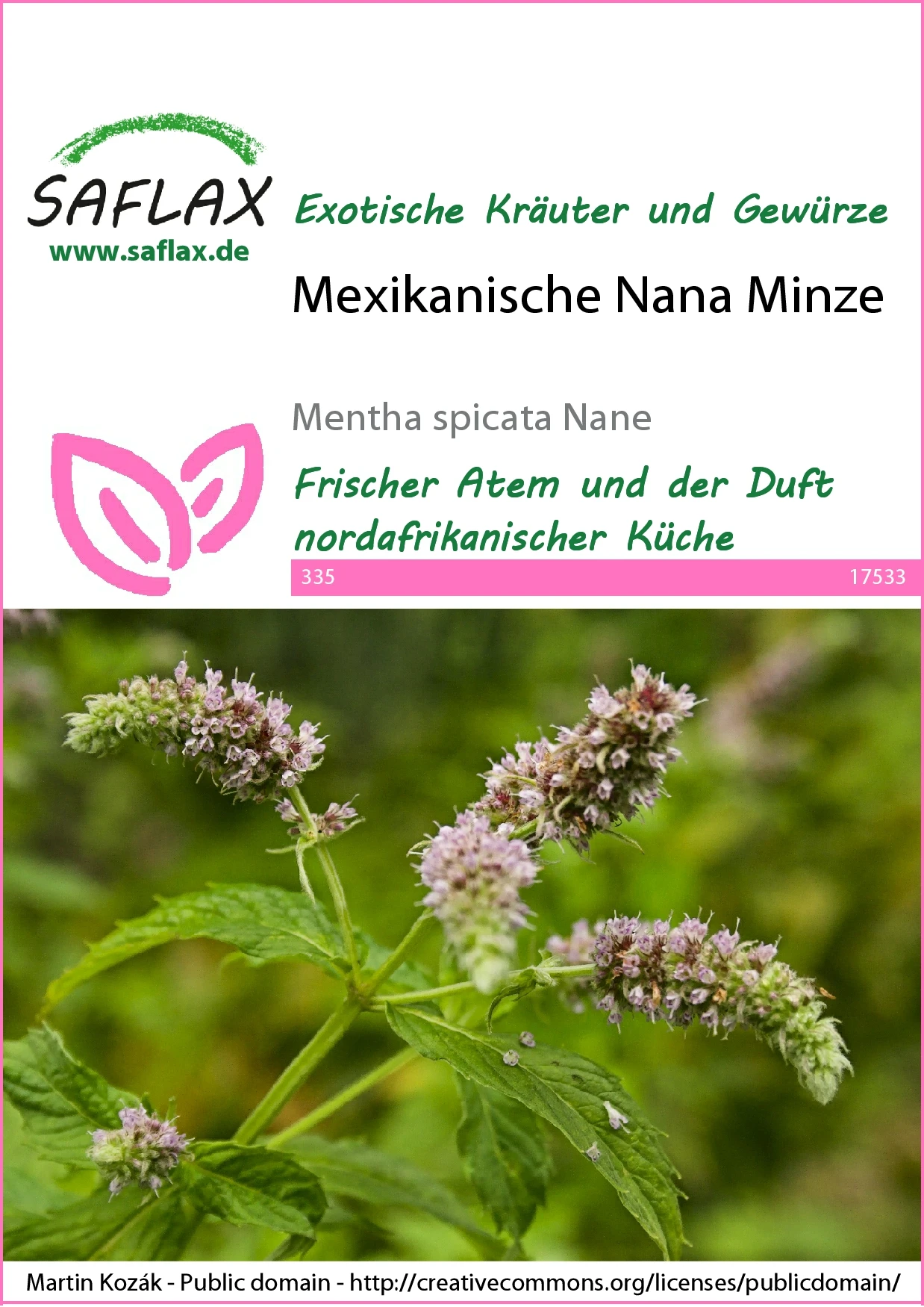 Mexikanische Nana Minze | Minzesamen Von Saflax 4 Mexikanische Nana Minze | Minzesamen Von Saflax – Bild 2