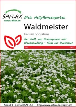 Waldmeister | Waldmeistersamen Von Saflax -Pegasus Verkaufe 543585 Waldmeister 15227 sa 0