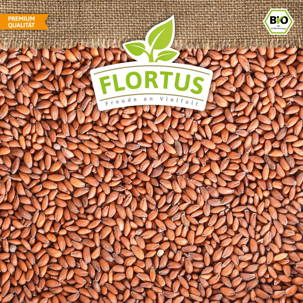 Bio-Kresse (900 G) | Bio-Kressesamen Von Flortus 8 Bio-Kresse (900 G) | Bio-Kressesamen Von Flortus – Bild 6