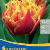 Gefranste Tulpe Golddust (7 Stück) | Tulpenzwiebeln Von Kiepenkerl -Pegasus Verkaufe 543942 Gefranste Tulpe Golddust 7 Stueck 504493 0