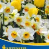 Tulpen-Narzissen-Mischung Sunny Clouds (10 Stück) | Tulpenzwiebeln Von Kiepenkerl -Pegasus Verkaufe 543948 Tulpen Narzissen Mischung Sunny Clouds 10 Stueck 506459 0