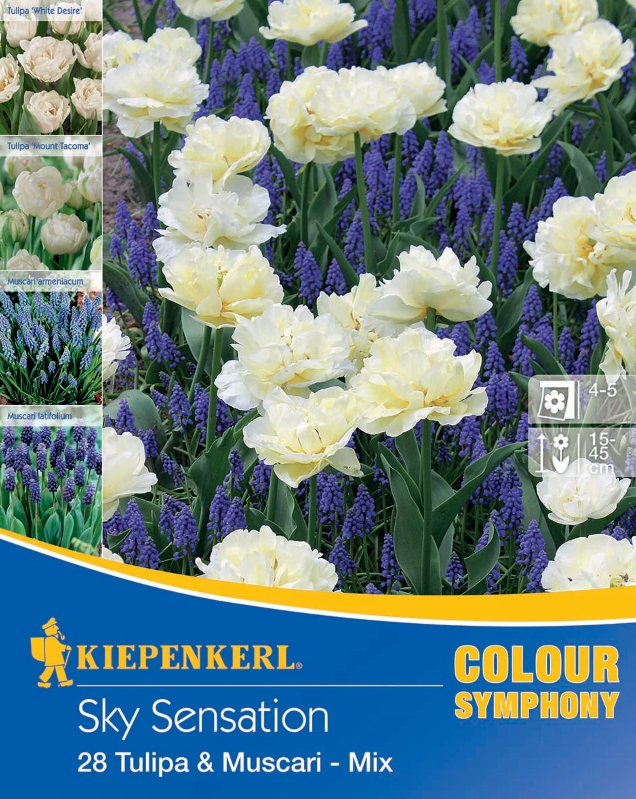 Colour Symphony Sky Sensation (28 Stück) | Blumenzwiebelmischungen Von Kiepenkerl 4 Colour Symphony Sky Sensation (28 Stück) | Blumenzwiebelmischungen Von Kiepenkerl – Bild 2