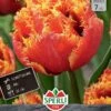Tulpe Gold Dust (7 Stück) | Gefranste Tulpen Von Sperli -Pegasus Verkaufe 543952 Tulpe Gold Dust 7 Stueck 454130 0