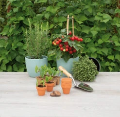 5 X 5,7 Cm Terracotta Töpfe (9 Stück) | Anzuchttöpfe Von Sogo 8 5 X 5,7 Cm Terracotta Töpfe (9 Stück) | Anzuchttöpfe Von Sogo -Pegasus Verkaufe 548518 5 x 5 7 cm Terracotta Toepfe 9 Stueck 887322 sg 3