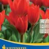 Wildtulpe Praestans Fusilier (10 Stück) | Tulpenzwiebeln Von Kiepenkerl -Pegasus Verkaufe 549365 Wildtulpe praestans Fusilier 10 Stueck 505247 0