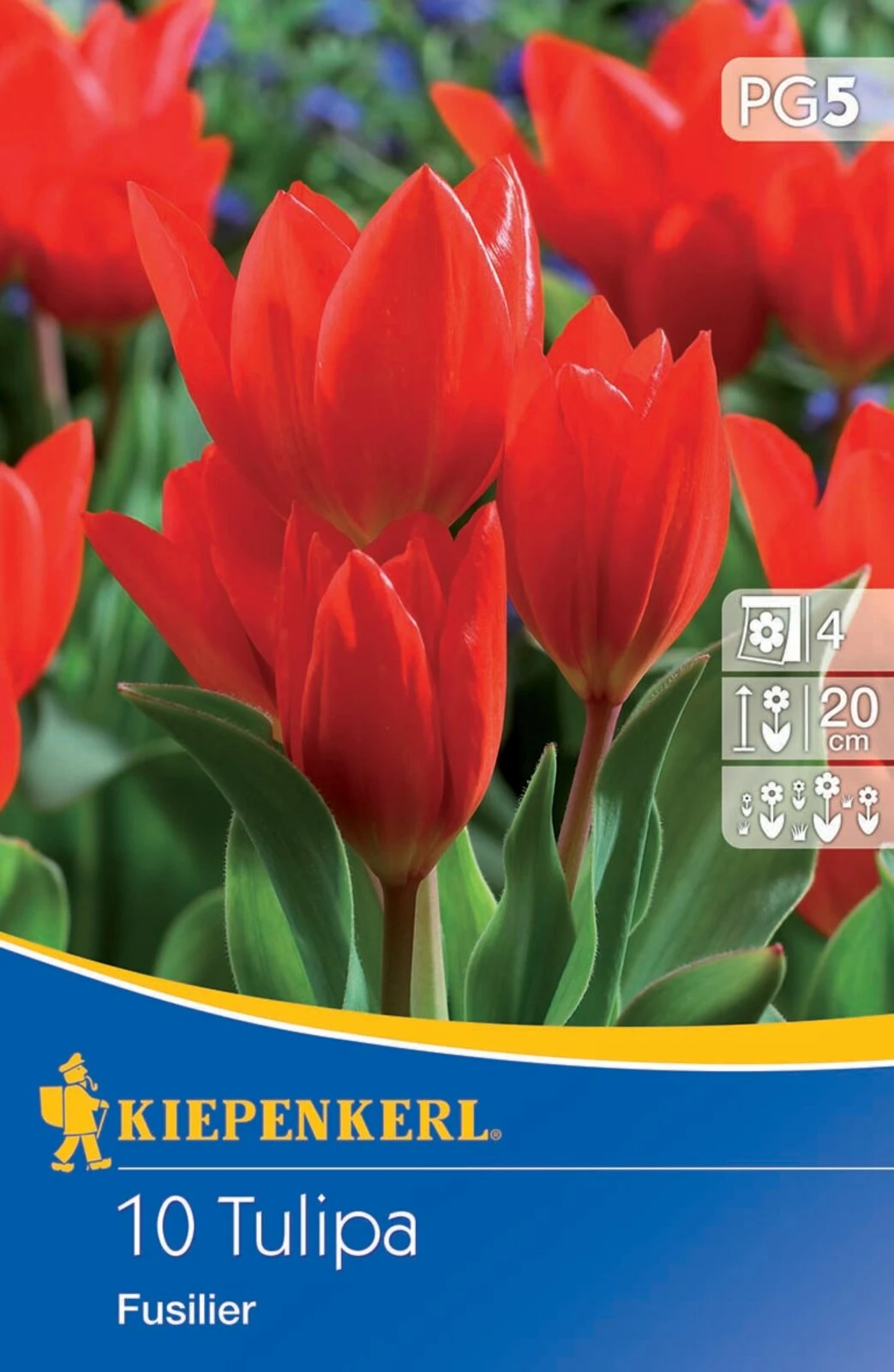 Wildtulpe Praestans Fusilier (10 Stück) | Tulpenzwiebeln Von Kiepenkerl 3 Wildtulpe Praestans Fusilier (10 Stück) | Tulpenzwiebeln Von Kiepenkerl