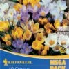 Mega-Pack Wildkrokusmischung (40 Stück) | Krokuszwiebeln Von Kiepenkerl 2 Mega-Pack Wildkrokusmischung (40 Stück) | Krokuszwiebeln Von Kiepenkerl -Pegasus Verkaufe 549385 Mega Pack Wildkrokusmischung 40 Stueck 509153 0