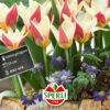 Tulpe Ancilla (7 Stück) | Kaufmanniana-Tulpen Von Sperli -Pegasus Verkaufe 549447 Tulpe Ancilla 7 Stueck 454543 0