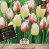 Frühlingsgarten Happy Mix (12 Stück) | Triumph-Tulpen Von Sperli -Pegasus Verkaufe 549480 Fruehlingsgarten Happy Mix 12 Stueck 464344 0